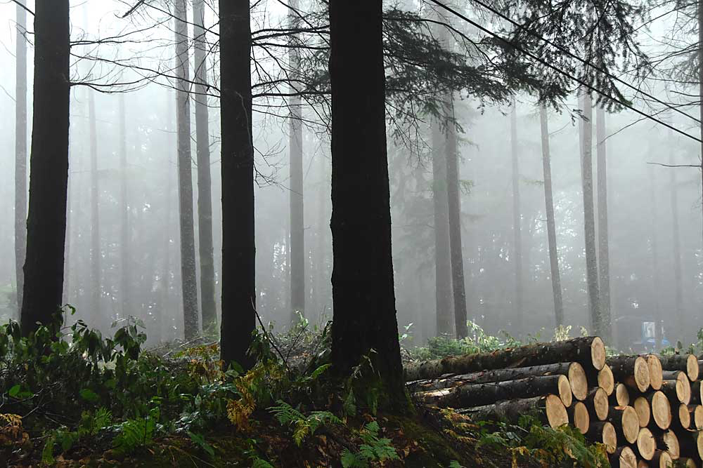 Ansjelien-bomen-in-alle-soorten.jpg