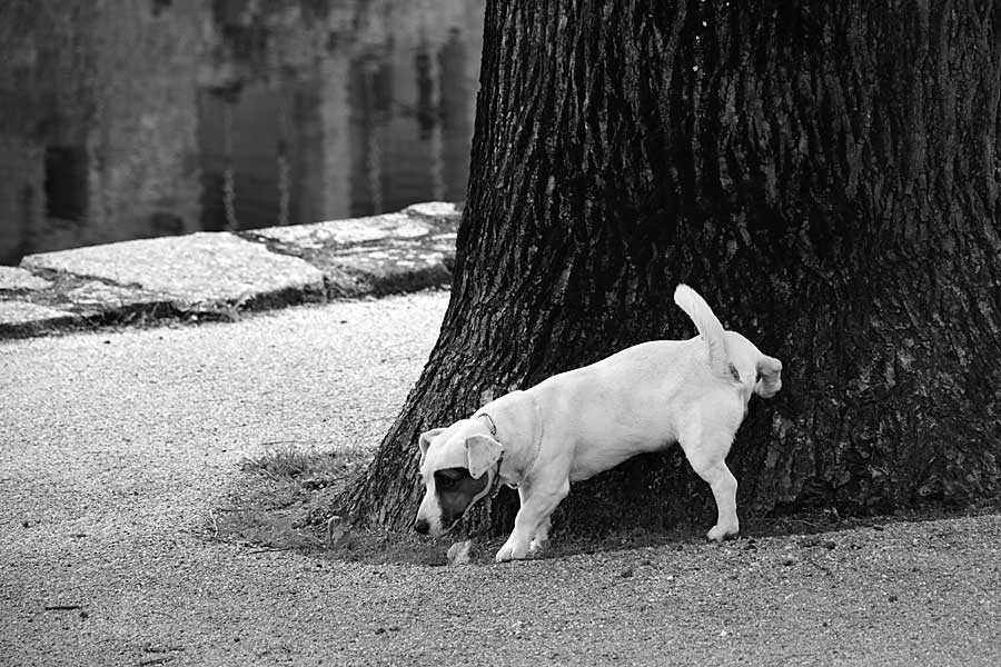 Mirte-plassende-hond.jpg