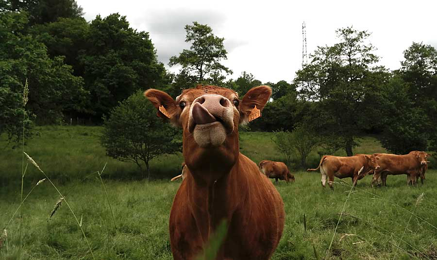 Henk-la-vache-qui-rit.jpg