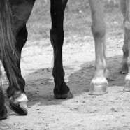 Marloes paardien voetjes.jpg