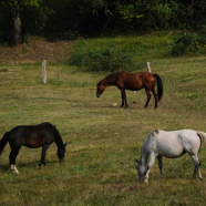 Anne-Marie paarden.jpg