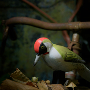 Bas-woody-woodpecker.jpg