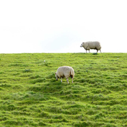 Jacques-frisse-schapen.jpg