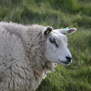 Joop-schapenportret.jpg